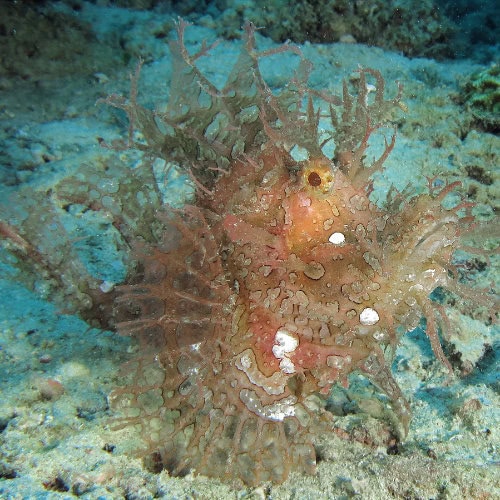 Poisson-Scorpion Feuillu sur le récif de Shanes