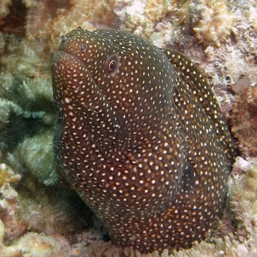 Murènes communes à Zanzibar