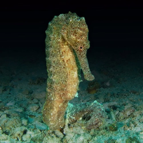 hippocampe la nuit dans le récif de Nungwi