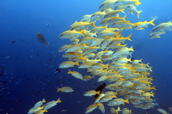 diving in Nungwi Zanzibar 