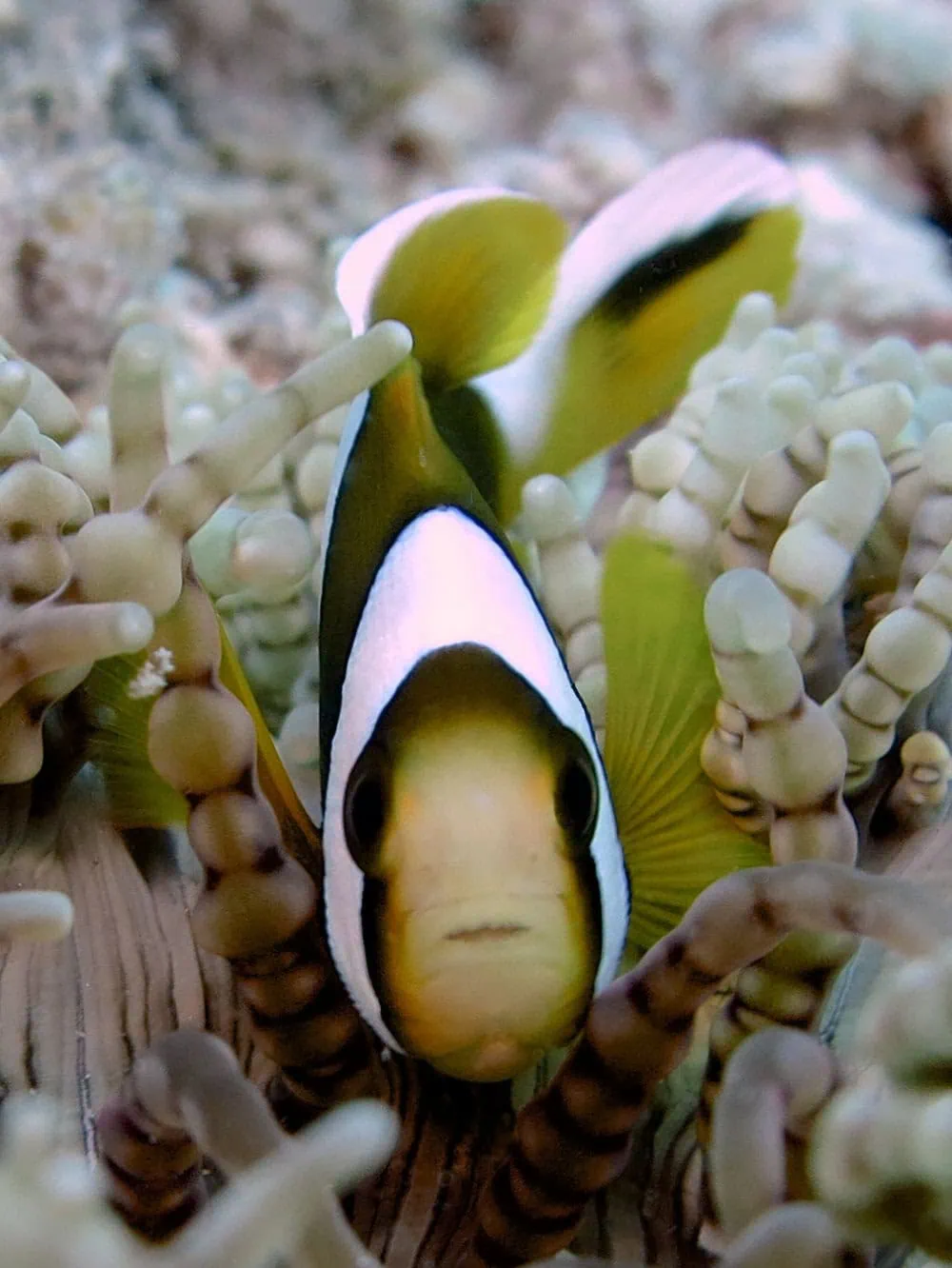 Colorful clownfish among coral and sea anemones in Zanzibar waters.