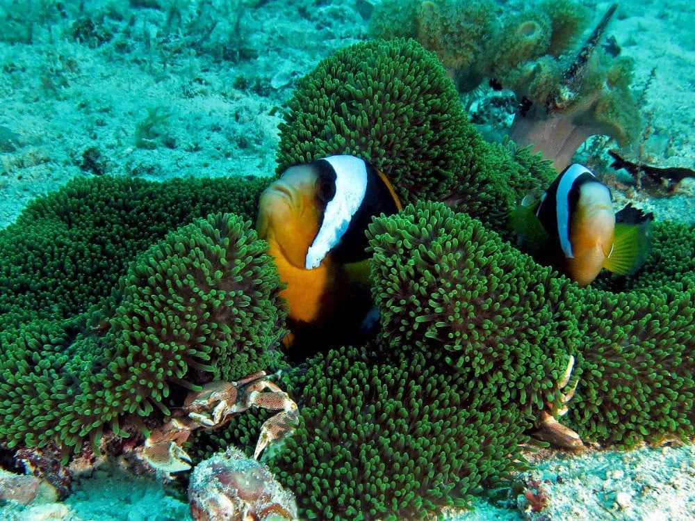 Clownfish swimming among green anemone in Zanzibar's coral reefs.