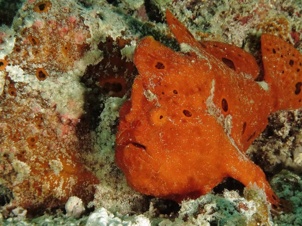 Clown frogfish blending with coral reef environment.