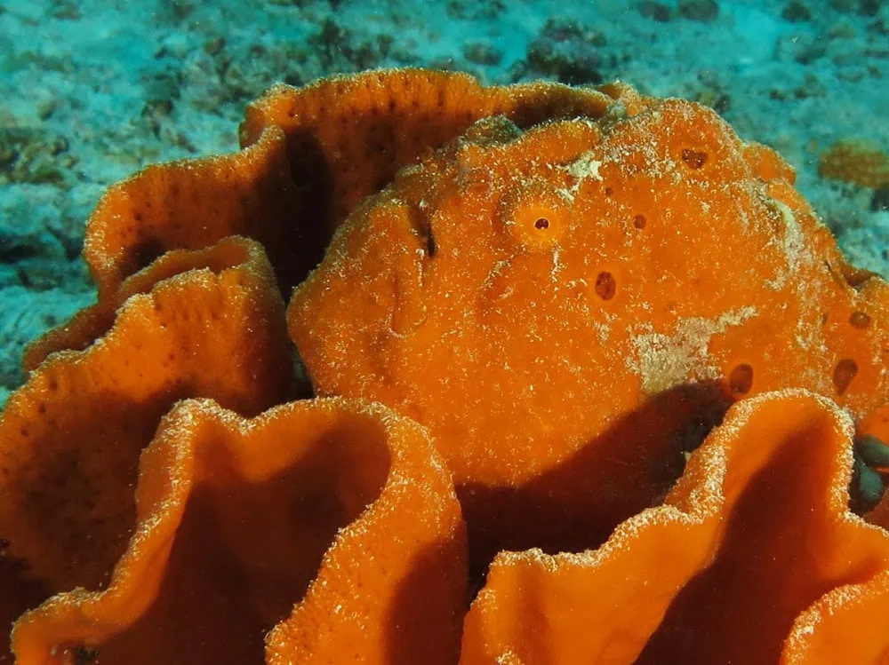 Vibrant Spanish Dancer sea slug showcasing bright orange coloration and ruffled body, found in Zanzi.