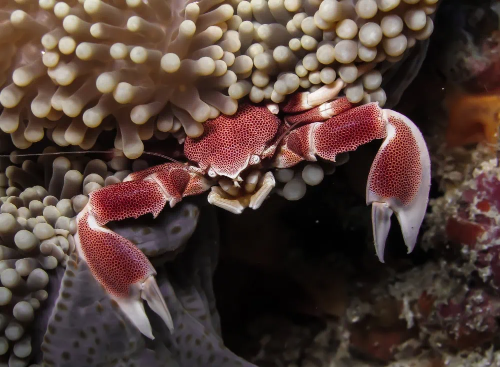 Crab hiding among coral and anemones in Zanzibar diving site.