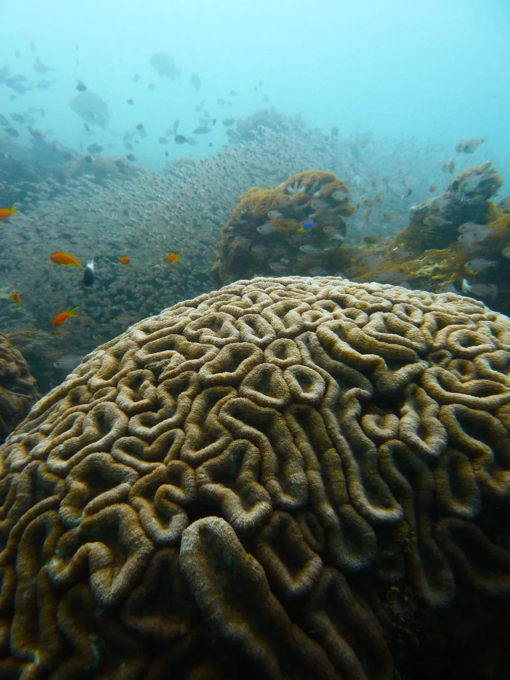Vibrant coral formations and small fish create a stunning underwater scene.