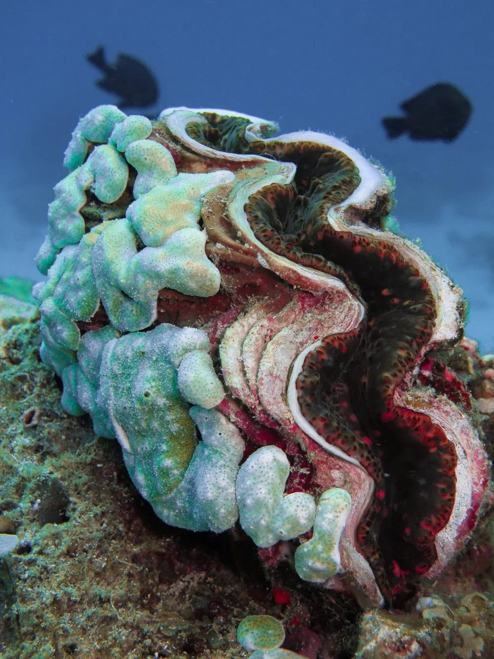 Vibrant Spanish Dancer sea slug showcasing colorful, ruffled appearance underwater.