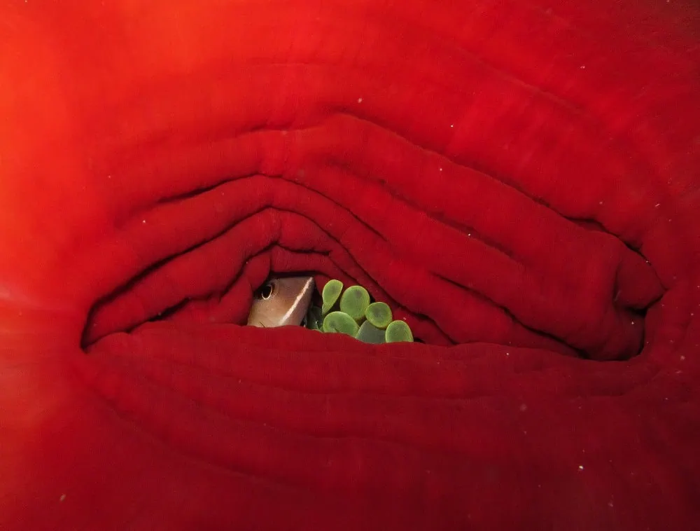Underwater view of a vibrant red Spanish Dancer sea slug.