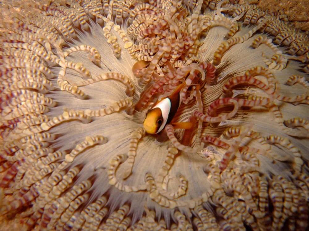 Clownfish swimming among sea anemone during a diving excursion in Zanzibar.