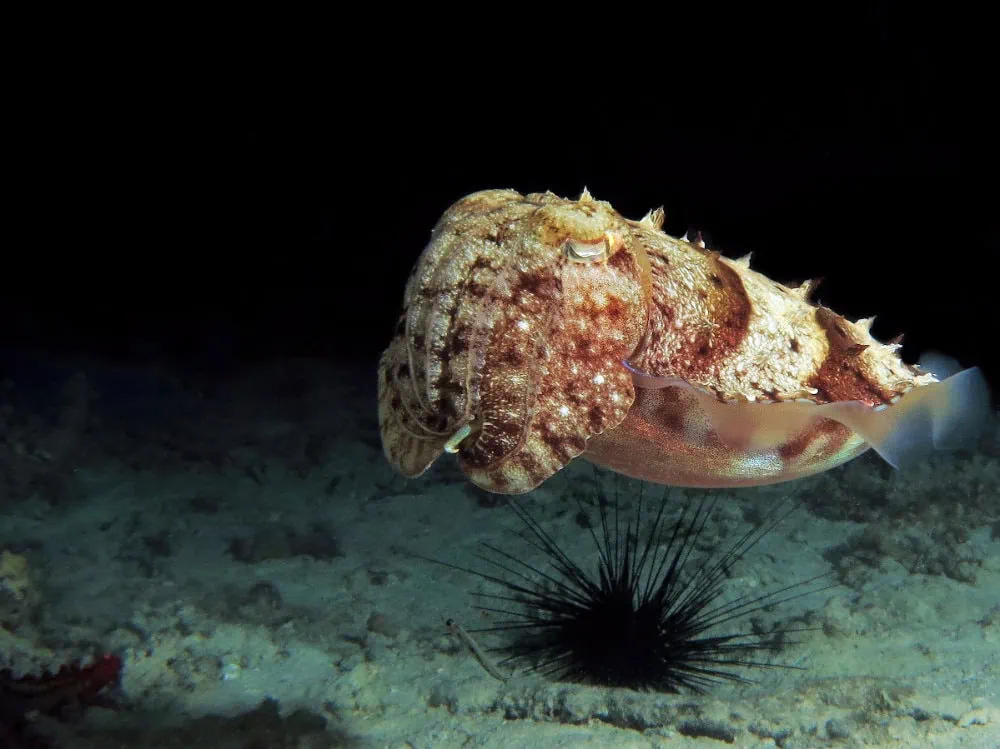 Sea slug (Spanish Dancer) in deep ocean, vibrant colors and intricate patterns.