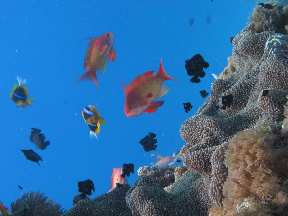 Diverse tropical fish swimming near vibrant coral reef in Zanzibar.